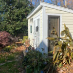 Picture of my hosta next to the shed.